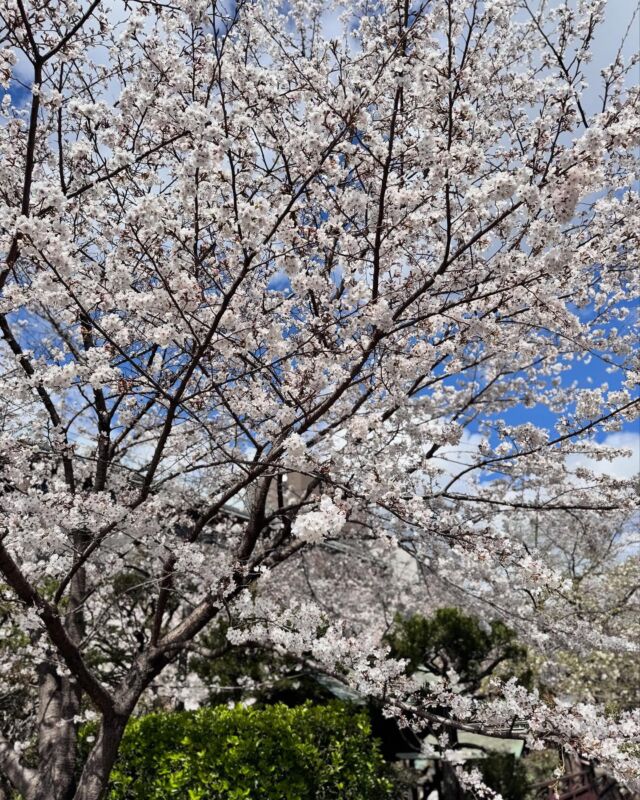 4月から当院では正社員を募集しています
看護師、事務とも正社員、パートさんを募集中です
詳細はホームページに掲載されていますが、ご不明点があればお気軽にお問い合わせください

ぜひ、興味のある方はご応募お待ちしています

#消化器内視鏡クリニック
#京都市中京区#京都市役所
#烏丸御池#京阪三条
#消化器内科#内視鏡
#胃カメラ#大腸カメラ
#各種健康診断
#看護師#正社員
#看護師#パートスタッフ
#事務#正社員
#事務#パートスタッフ
#早期入職
#転職#中途採用
#京都の桜
#祇園
#春